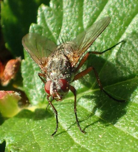 Réf. 276 753 : Solieria pacifica